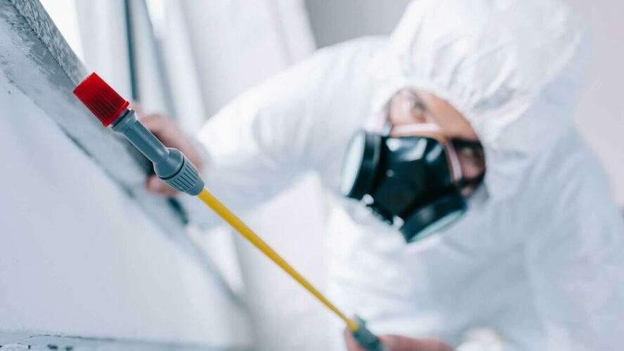 Prevention or Cure? Unveiling the Capabilities of Professional Pest Control Services