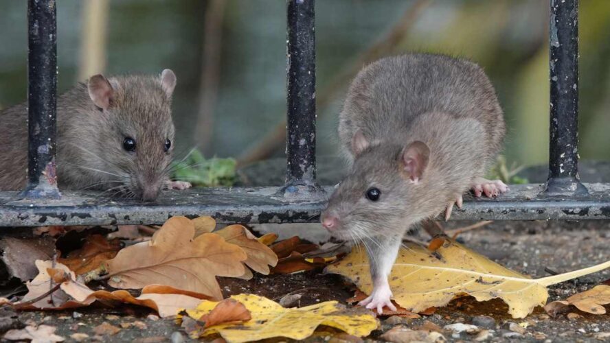 Effective Mouse Extermination: Top Services for Homes and Businesses