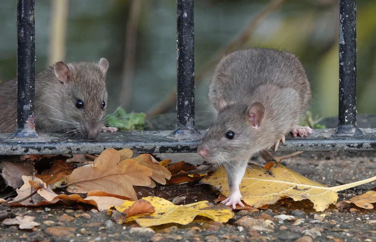 Effective Mouse Extermination: Top Services for Homes and Businesses